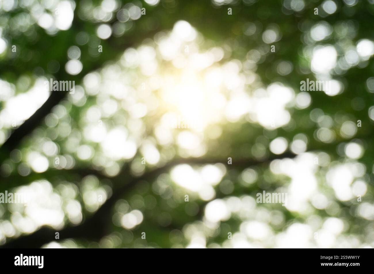 Verschwommen schöne Natur Hintergrund verschwommen von Bokeh Wald Blatt. Garten und Park mit Sonnenlicht, verwenden Sie für Hintergrund mit Perspektive Stockfoto