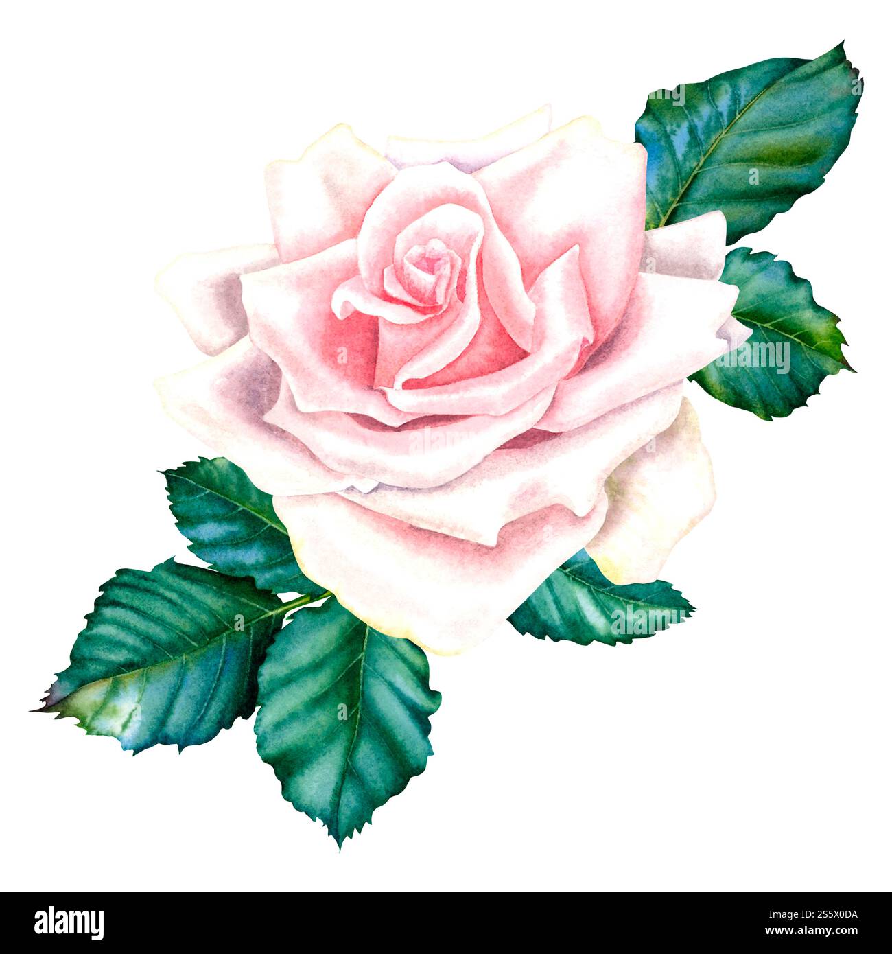 Rosenblume in pastellrosa Farben mit grünen Blättern. Handgezeichnete Blumenillustration für Hochzeitseinladungen oder Grußkarten auf isoliert Stockfoto