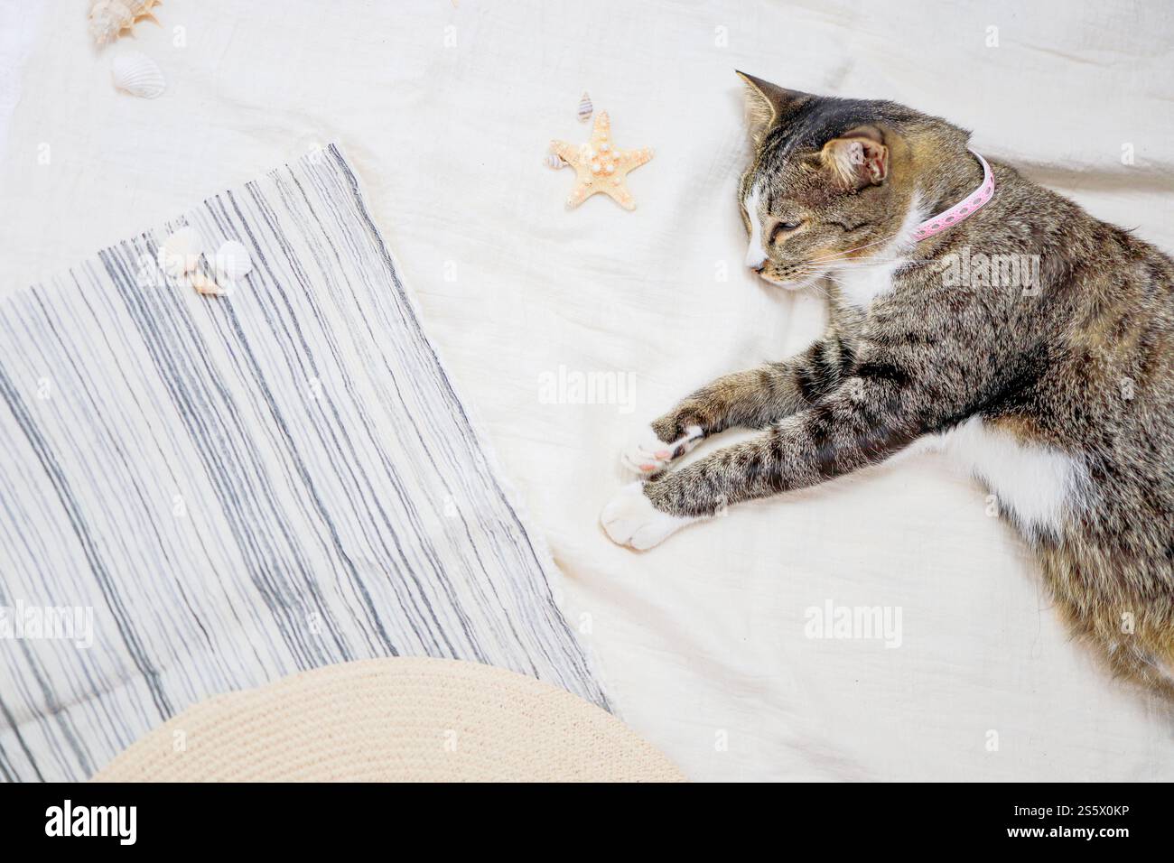 Katze, die sich am Strand erholt Sommerurlaub und Reisekonzept Hintergrund Strand im Sommer Kopierraum Stockfoto