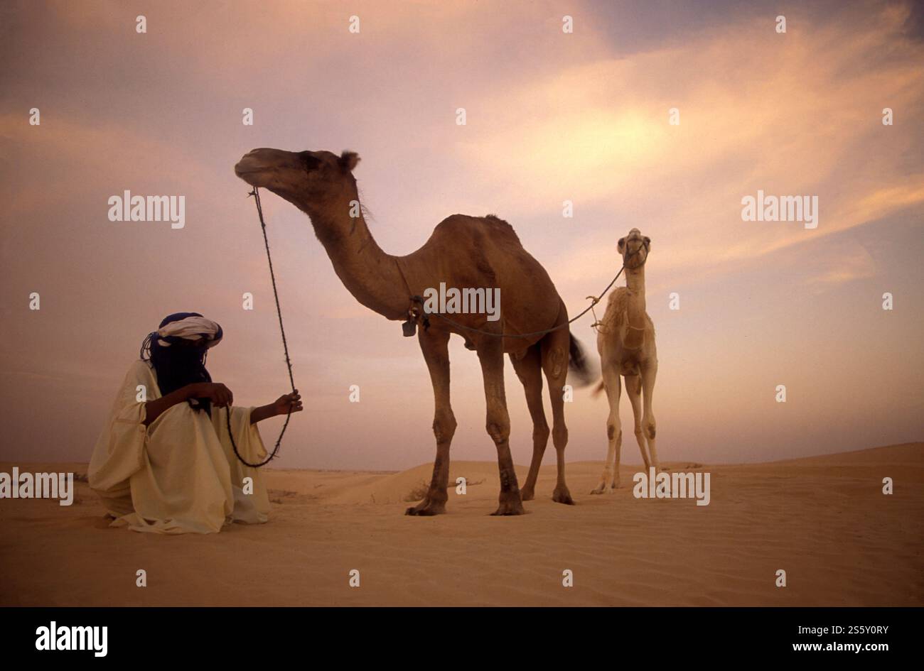 Ein Beduinenmensch mit seinem Kamel in den Sanddünen in der Nähe der Oase und des Dorfes Siwa in der libyschen oder östlichen Wüste Ägyptens in Nordafrika. Ägypten, Stockfoto