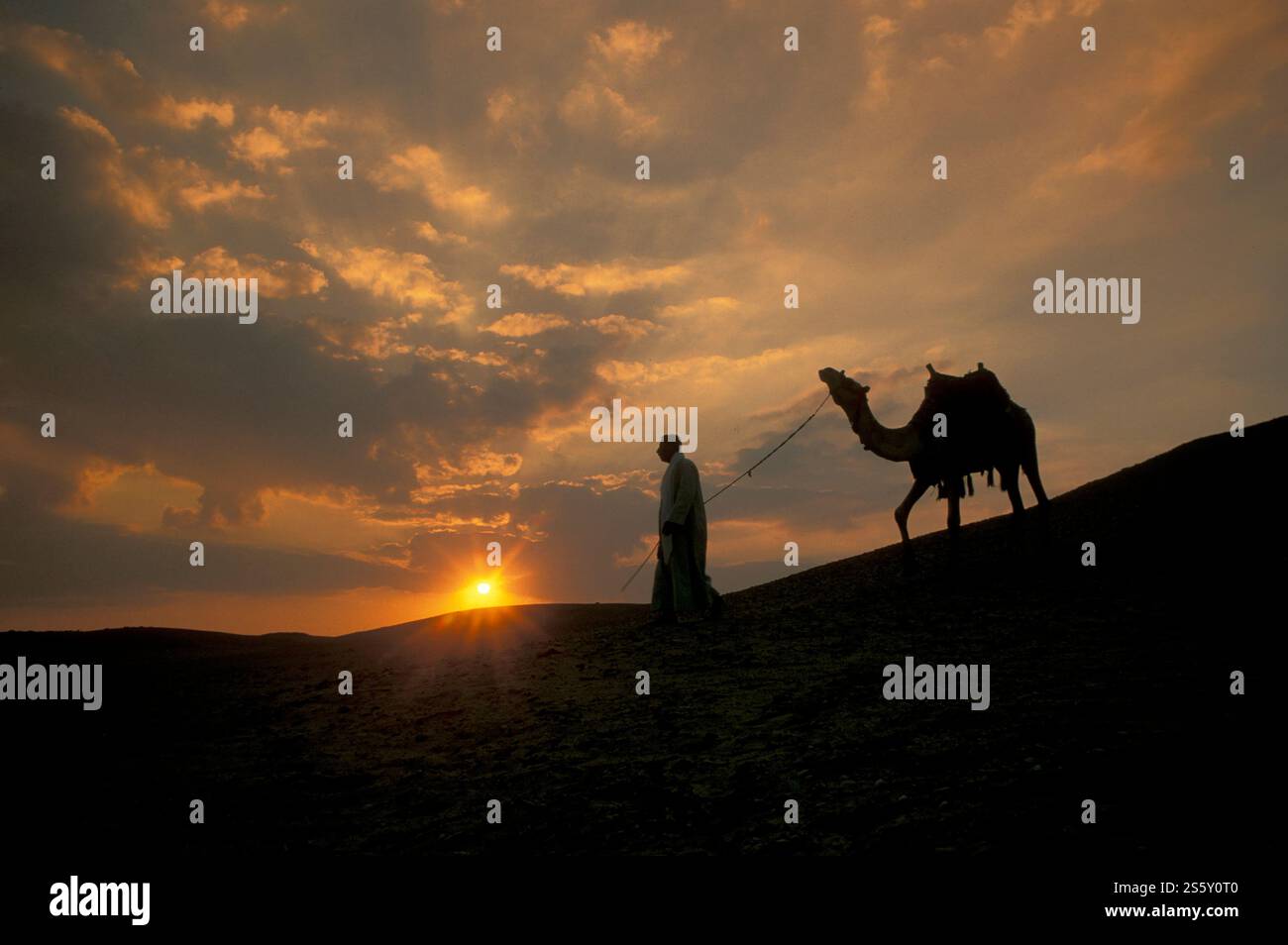 Ein Beduinenmensch mit seinem Kamel in den Sanddünen in der Nähe der Oase und des Dorfes Siwa in der libyschen oder östlichen Wüste Ägyptens in Nordafrika. Ägypten, Stockfoto