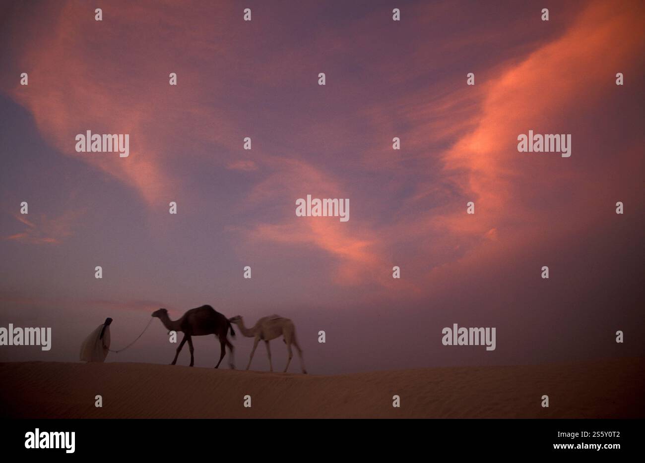 Ein Beduinenmensch mit seinem Kamel in den Sanddünen in der Nähe der Oase und des Dorfes Siwa in der libyschen oder östlichen Wüste Ägyptens in Nordafrika. Ägypten, Stockfoto