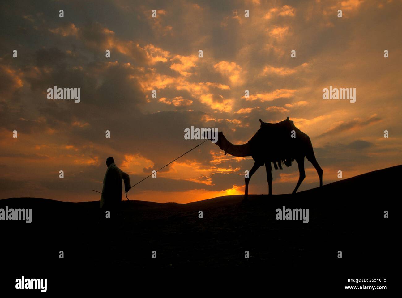 Ein Beduinenmensch mit seinem Kamel in den Sanddünen in der Nähe der Oase und des Dorfes Siwa in der libyschen oder östlichen Wüste Ägyptens in Nordafrika. Ägypten, Stockfoto