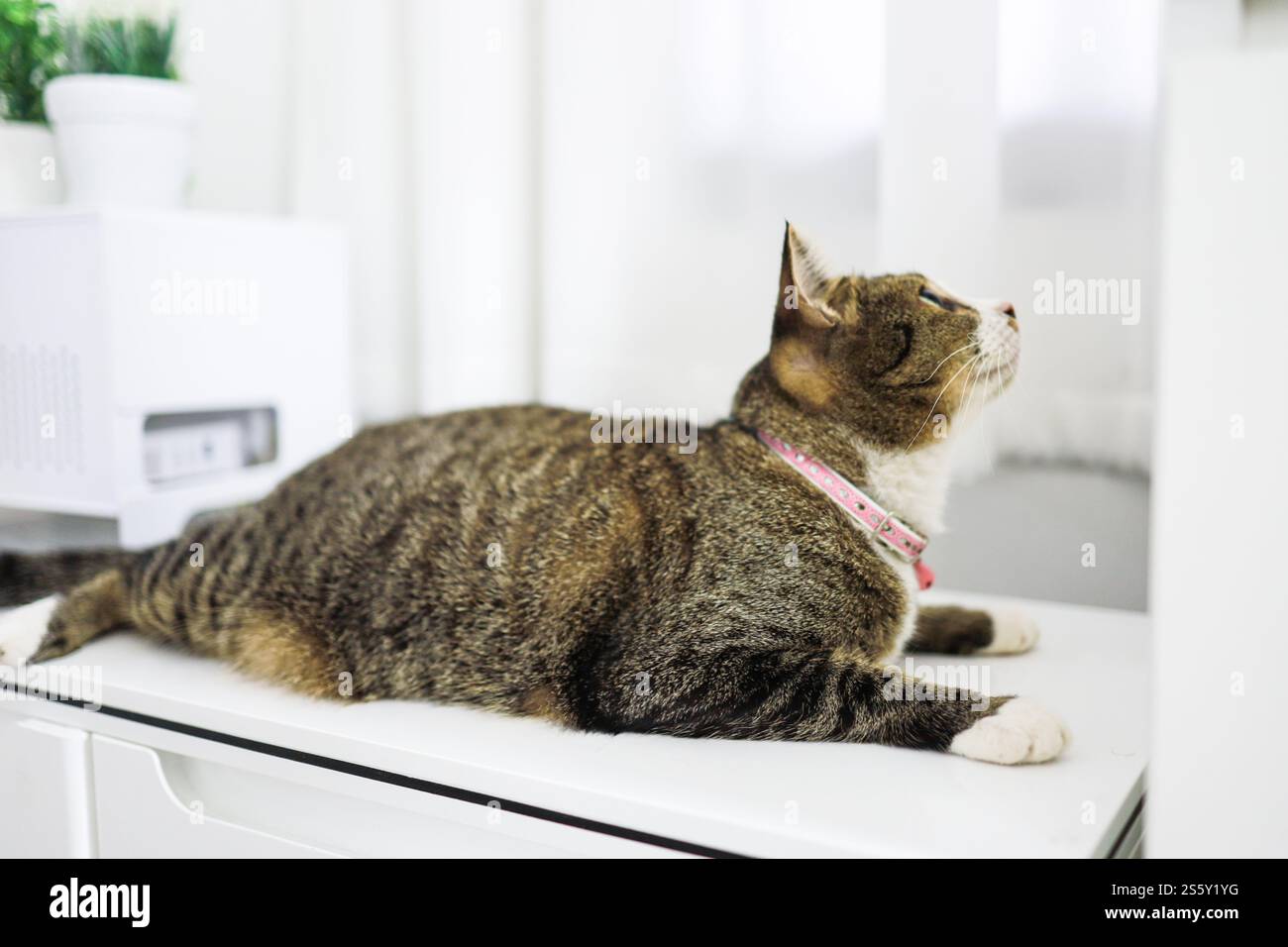 Glückliche Tabbykatze wunderschöner komfortabler Aufenthalt mit Katze im Zimmer. Katzenaugen Schauen Stockfoto