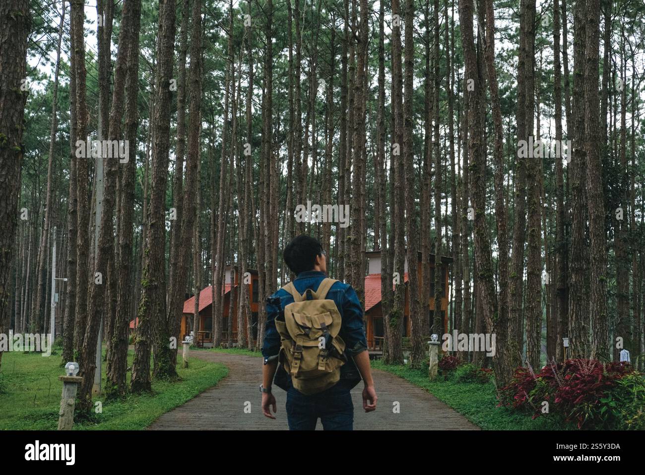 Eine Reisende Frau fotografiert im Natur-Pine Park. Tourist mit Kamera Reisefoto von Fotografen, der Bilder macht Reise Sightseeing Stockfoto