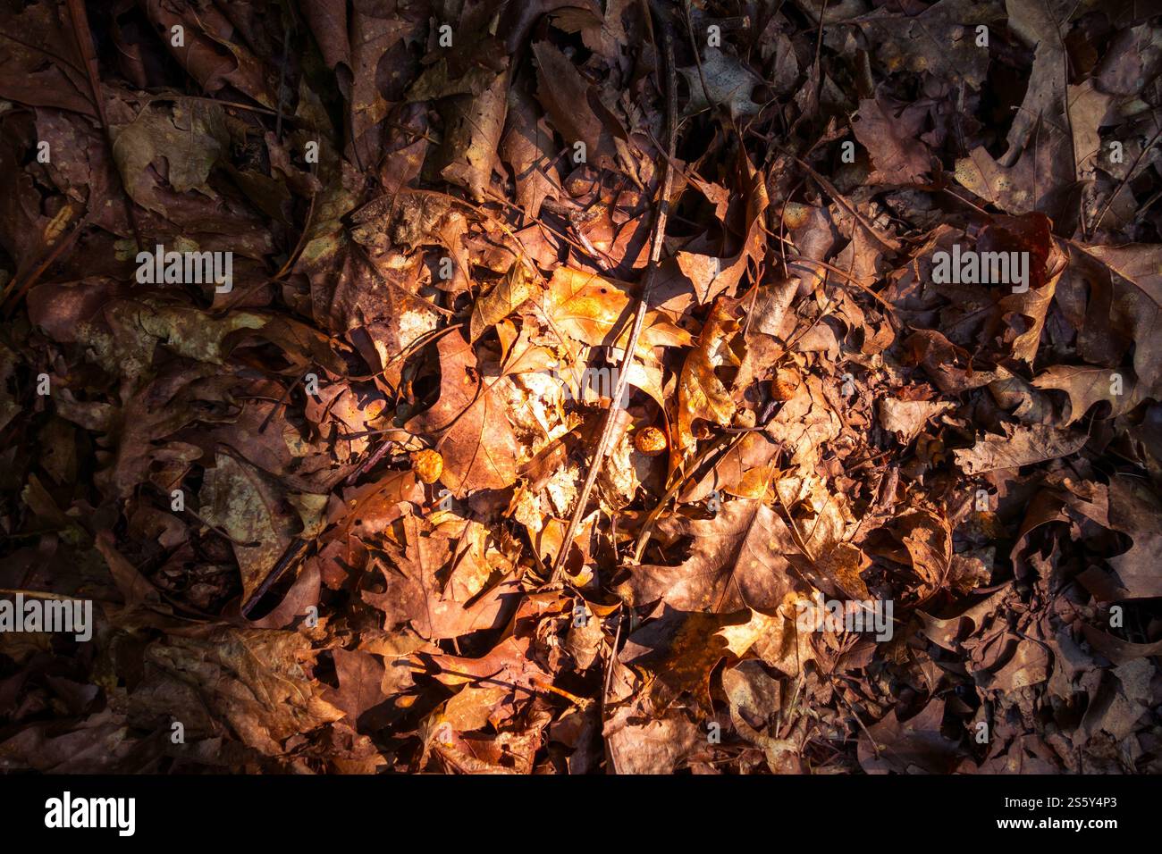 Trockene tote Blätter auf dem Boden. Braune Herbsthintergrundstruktur. Trockene tote Blätter auf dem Boden. Herbsthintergrundstruktur Stockfoto