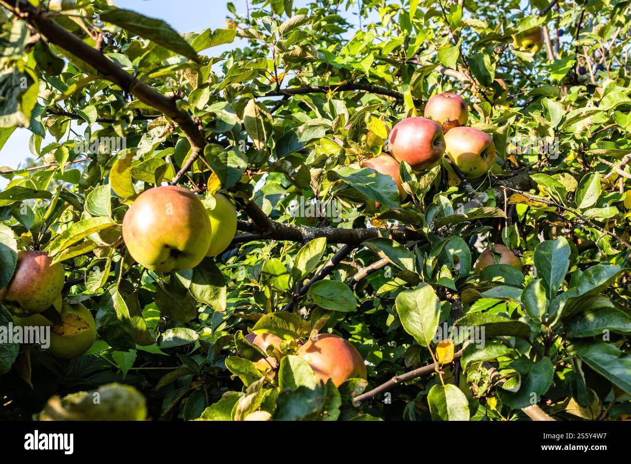 Apfelzweig mit winterlicher Apfelvielfalt, die von untergehender Sonne beleuchtet wird Stockfoto