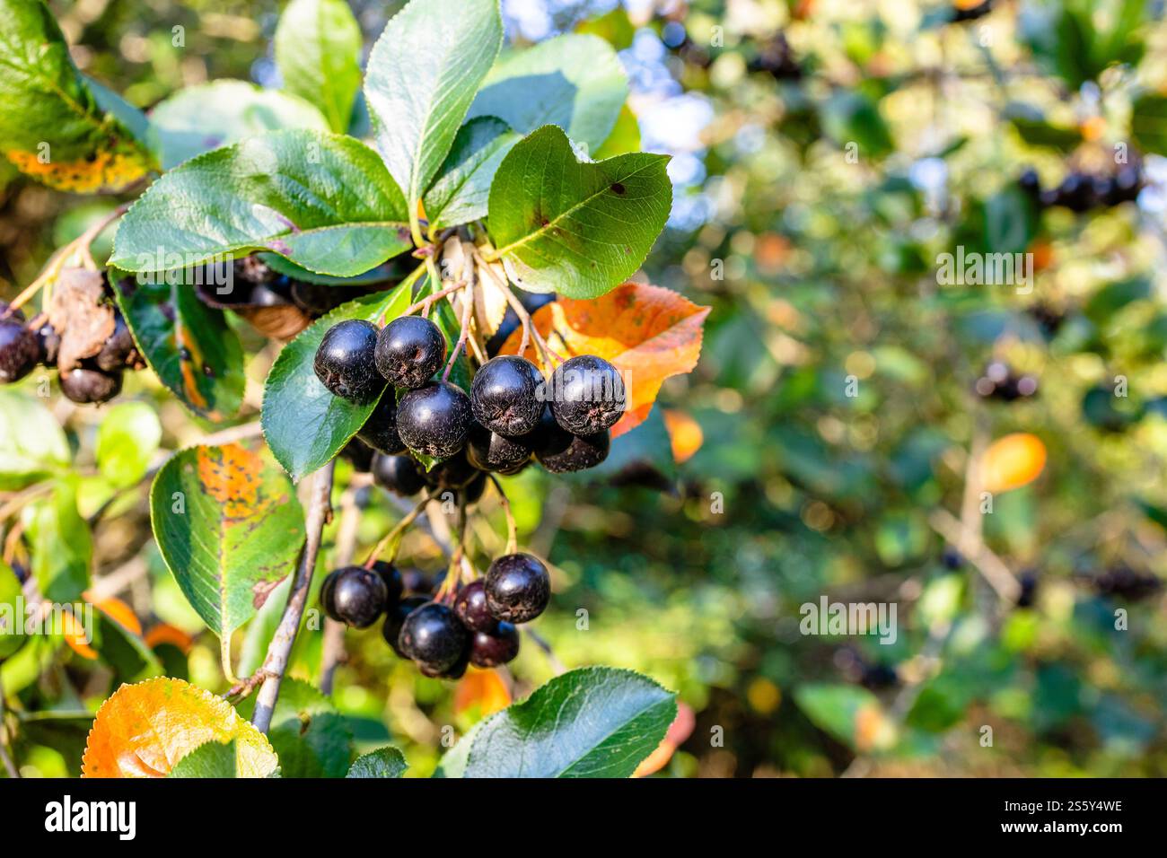 Reife schwarze Apfelbeeren auf Zweigen, die von der untergehenden Sonne aus nächster Nähe beleuchtet werden Stockfoto