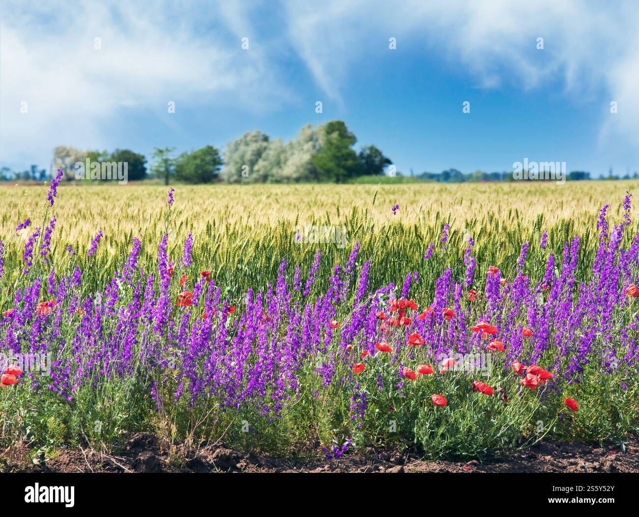 Sommer Weizenfeld mit schönen roten Mohn und lila Blüten. Stockfoto