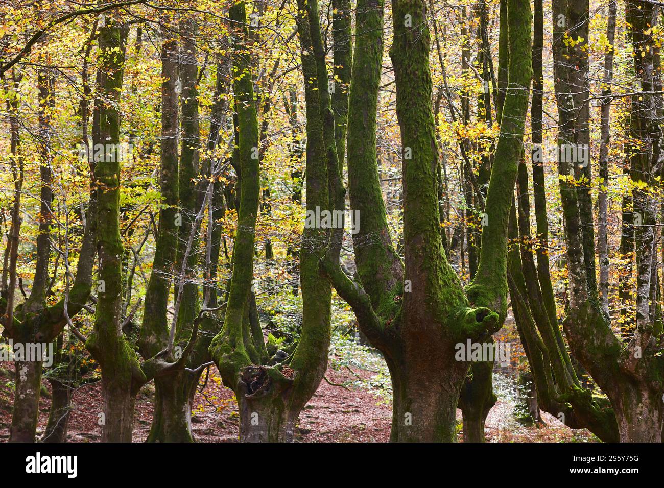 Buchenwald in Vizcaya. Hayedo Otzarreta, Gorbeia. Herbstlandschaft. Spanien Stockfoto
