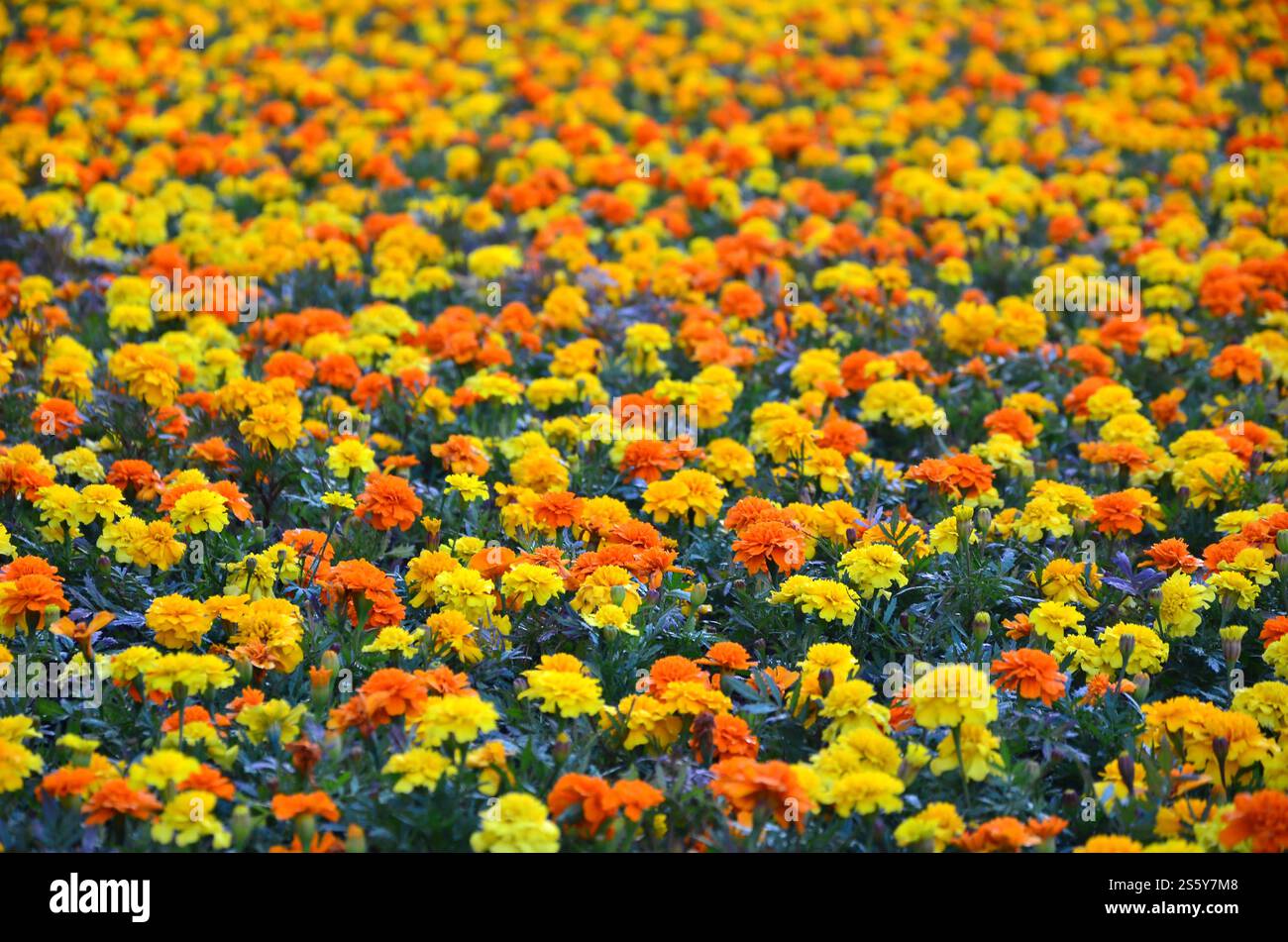 Viele schöne Blumen im Garten. Mexikanische, aztekische oder afrikanische Ringelblume. Tagetes erecta Stockfoto
