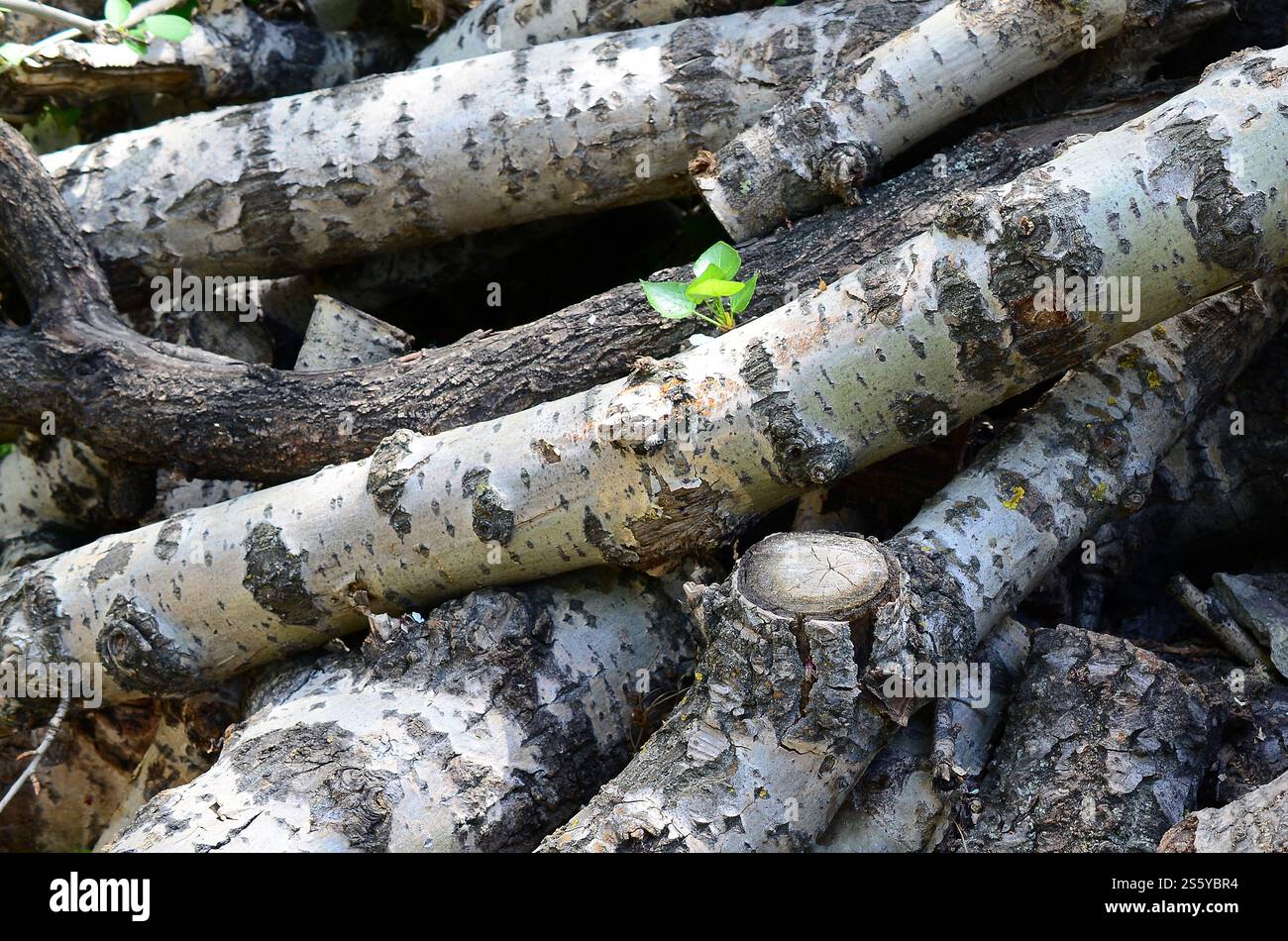 Nahaufnahme von Brennholz aus alter Pappel mit rauer weißer Rinde. Fällen von Bäumen. Nahaufnahme von Brennholz aus alter Pappel mit rauer weißer Rinde Stockfoto