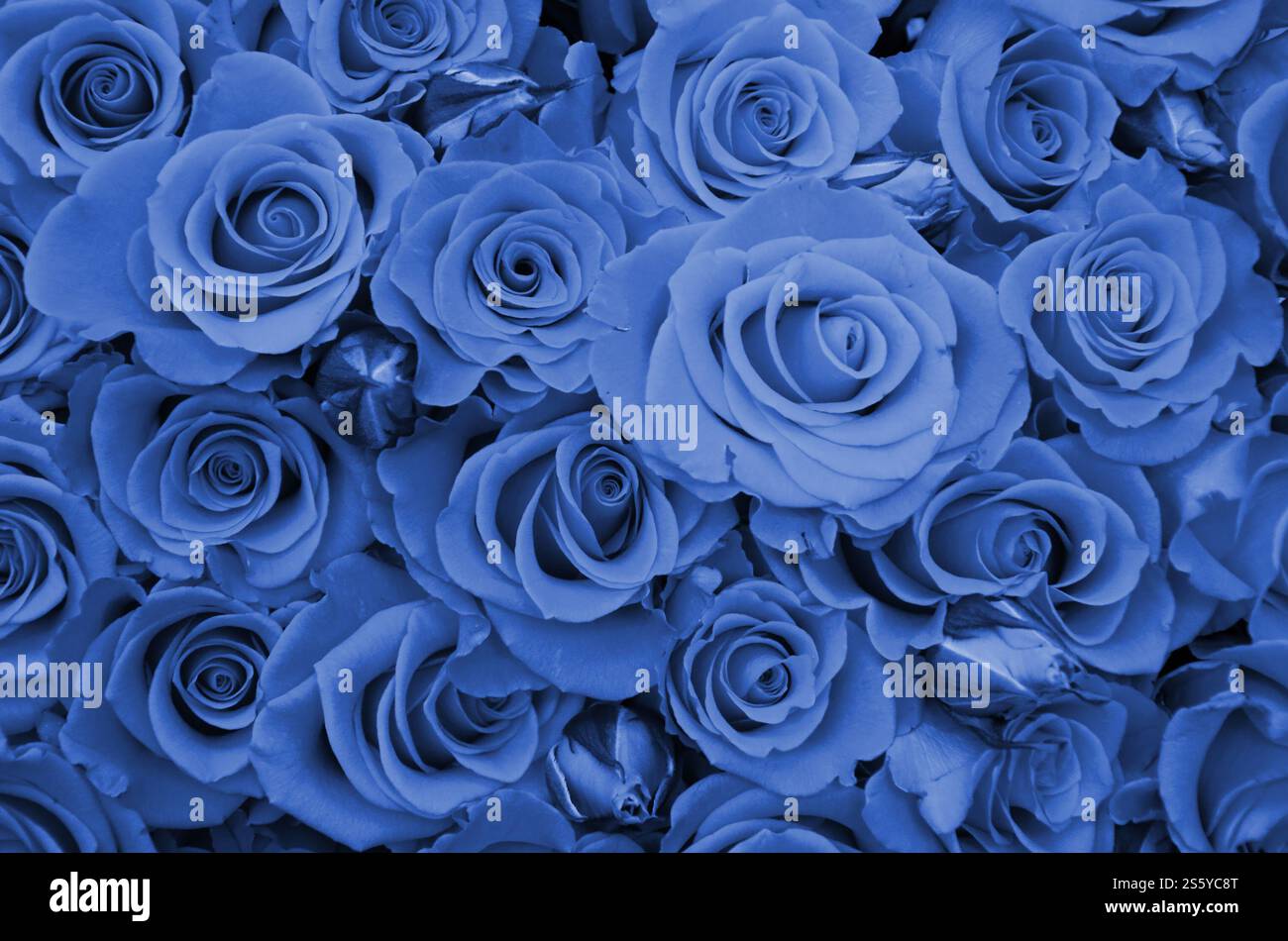 Nahaufnahme von hellen, frisch geschnittenen, großen Rosen. Phantom Classic Blau. Nahaufnahme mit einem Haufen frischer, schöner Rosen. Phantom Stockfoto