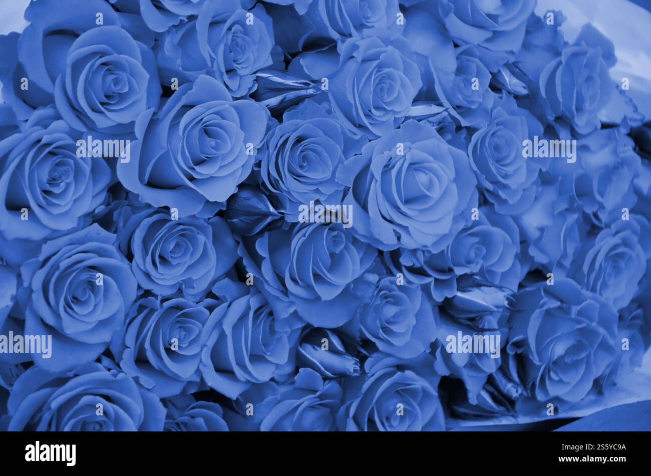 Nahaufnahme von hellen, frisch geschnittenen, großen Rosen. Phantom Classic Blau. Nahaufnahme mit einem Haufen frischer, schöner Rosen. Phantom Stockfoto