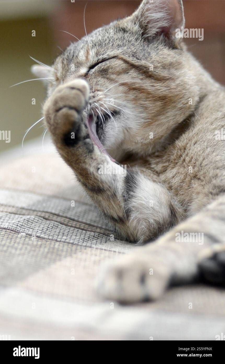 Porträt einer Tabbykatze, die draußen sitzt und sich die Haare leckt und abends auf einem braunen Sofa liegt. Porträt einer Tabbykatze, die sitzt und sich die Haare leckt Stockfoto