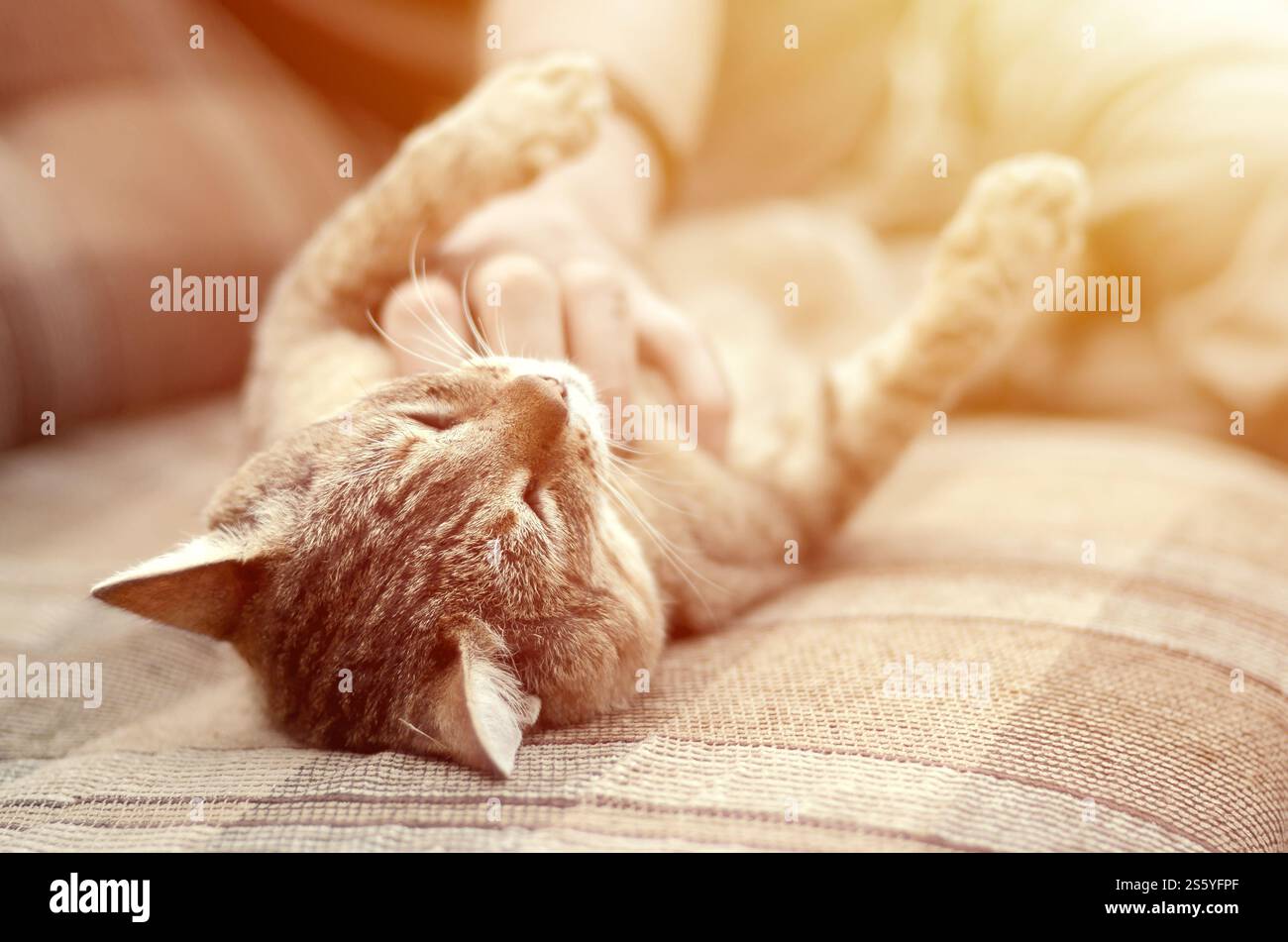 Eine niedliche braune Tabbykatze liegt auf dem weichen Sofa und die Hand kratzt sich draußen am Hals. Haustier-Liebes-Konzept. Ein süßer, großer brauner Tabby Stockfoto