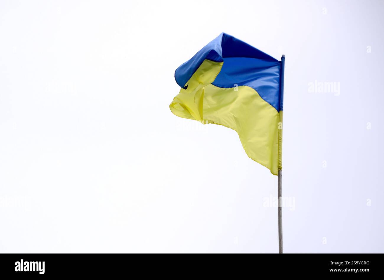 Ukrainische Flagge flattert im Wind vor weißem Hintergrund. Präsidentschaftswahlen in der Ukraine 2019. Blaue und gelbe ukrainische Nationalflagge auf A Stockfoto