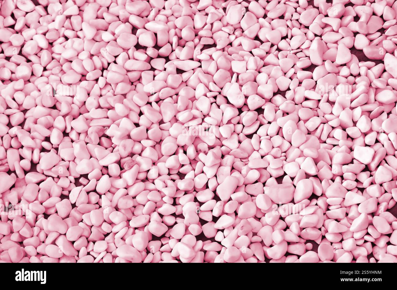 Viele runde und ovale Steine von weißer Farbe liegen auf dem Boden im Garten Bild getönt in Viva Magenta, Farbe aus dem Jahr 2023. Viel rund und Stockfoto