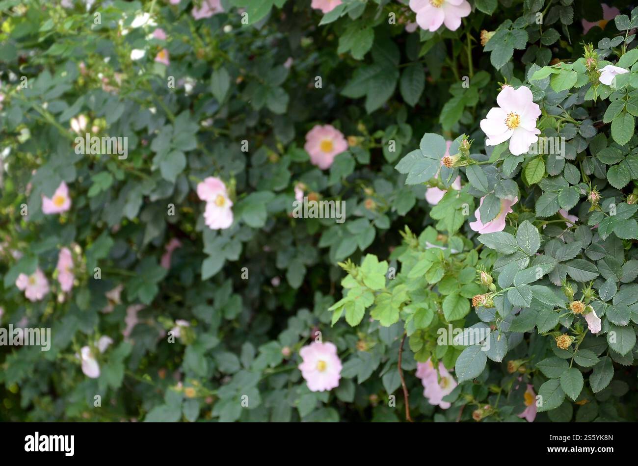 Rosa canina oder Hunderose. Variabel kletternde Wildrosenarten mit hellrosa Blüten. Rosa Canina oder Hunderosen blühen im Freien unter Tageslicht Stockfoto
