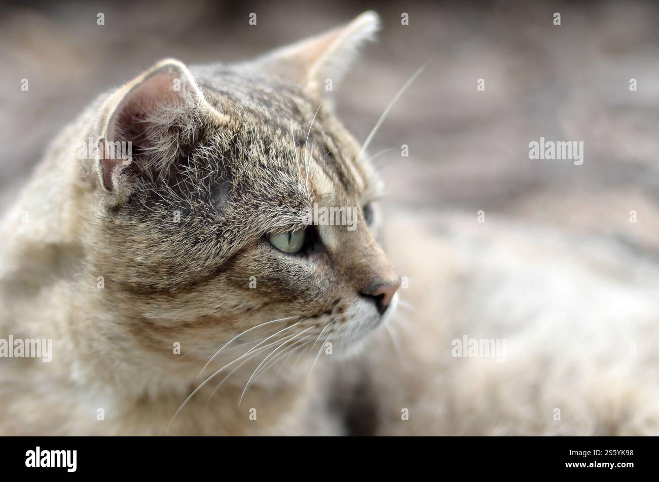 Mündungsporträt einer grau gestreiften Tabbykatze mit grünen Augen, selektiver Fokus. Trauriges Stimmungskonzept. Trauriges Mündungsporträt einer grau gestreiften Tabbykatze mit Stockfoto