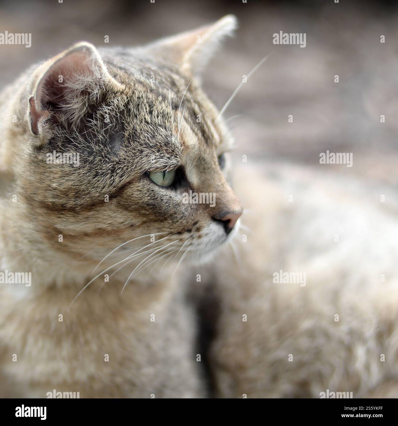 Mündungsporträt einer grau gestreiften Tabbykatze mit grünen Augen, selektiver Fokus. Trauriges Stimmungskonzept. Trauriges Mündungsporträt einer grau gestreiften Tabbykatze mit Stockfoto