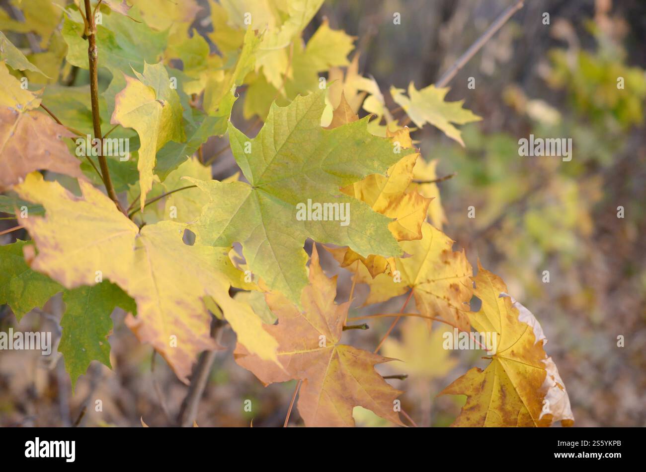 Herbstahornblätter in grünen und braunen Farben auf Bäumen im Freien nah mit geringer Schärfentiefe. Herbstblätter von grünen und braunen Farben auf dem Baum Stockfoto