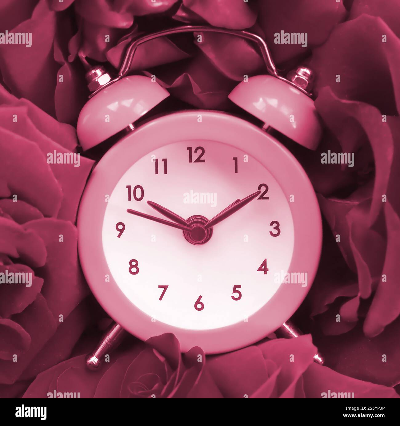 Kleiner süßer Wecker, umgeben von Rosenköpfen. Romantische Szene und Zeit für Liebe Konzept. Das Bild wurde in Viva Magenta getönt, Farbe des 2023. Jahres. Stockfoto