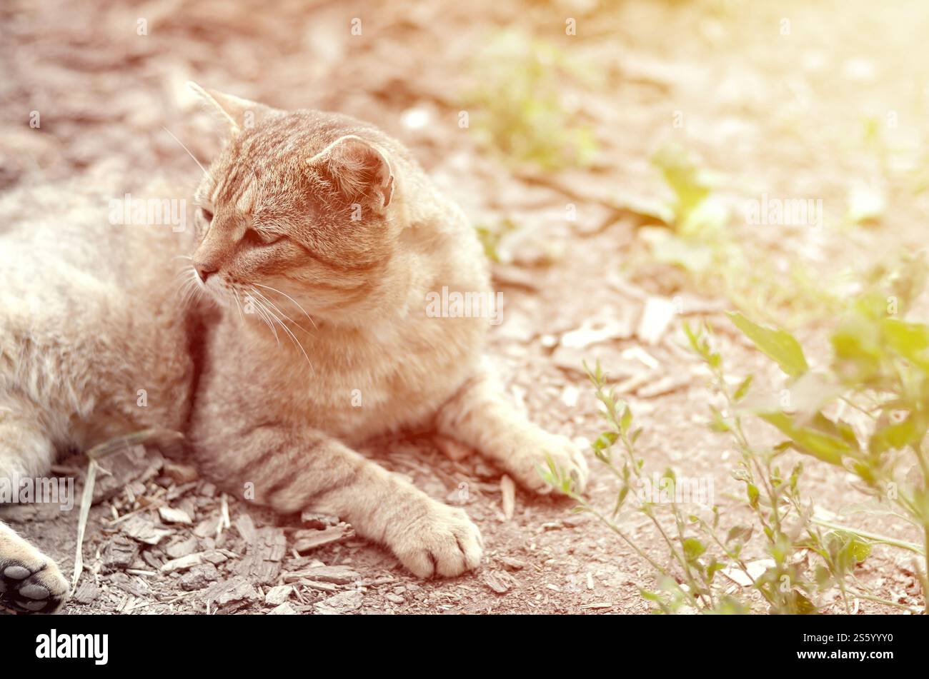 Mündungsporträt einer grau gestreiften Tabbykatze mit grünen Augen, selektiver Fokus. Trauriges Stimmungskonzept. Trauriges Mündungsporträt einer grau gestreiften Tabbykatze mit Stockfoto