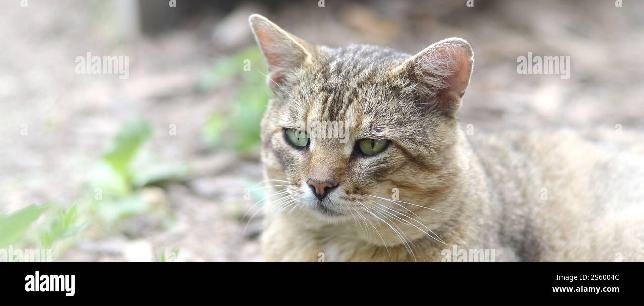 Mündungsporträt einer grau gestreiften Tabbykatze mit grünen Augen, selektiver Fokus. Trauriges Stimmungskonzept. Trauriges Mündungsporträt einer grau gestreiften Tabbykatze mit Stockfoto