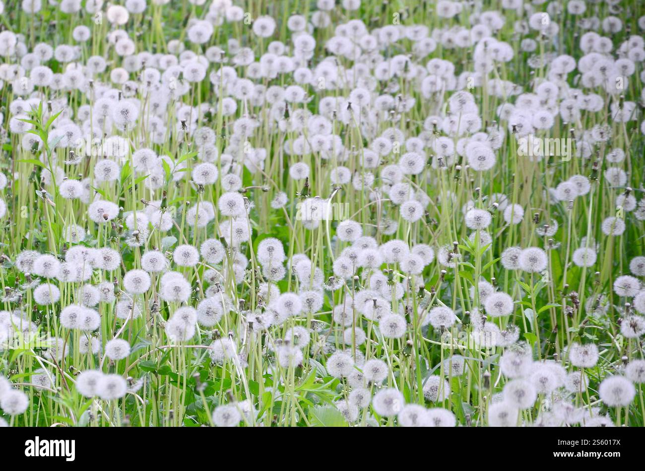 Weiße flauschige Löwenzahnblüte in der Natur, natürlicher Hintergrund. Viele Blumen auf grüner Wiese schließen sich. Selektiver Fokus. Weiße, flauschige Löwenzahn-Blüte Stockfoto