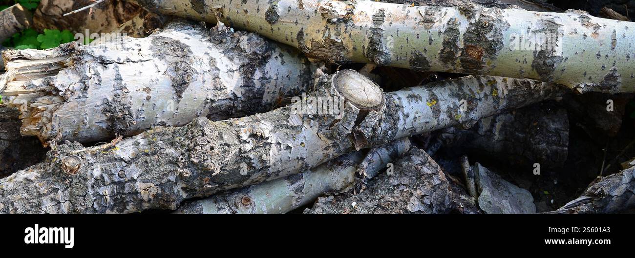 Nahaufnahme von Brennholz aus alter Pappel mit rauer weißer Rinde. Fällen von Bäumen. Nahaufnahme von Brennholz aus alter Pappel mit rauer weißer Rinde Stockfoto
