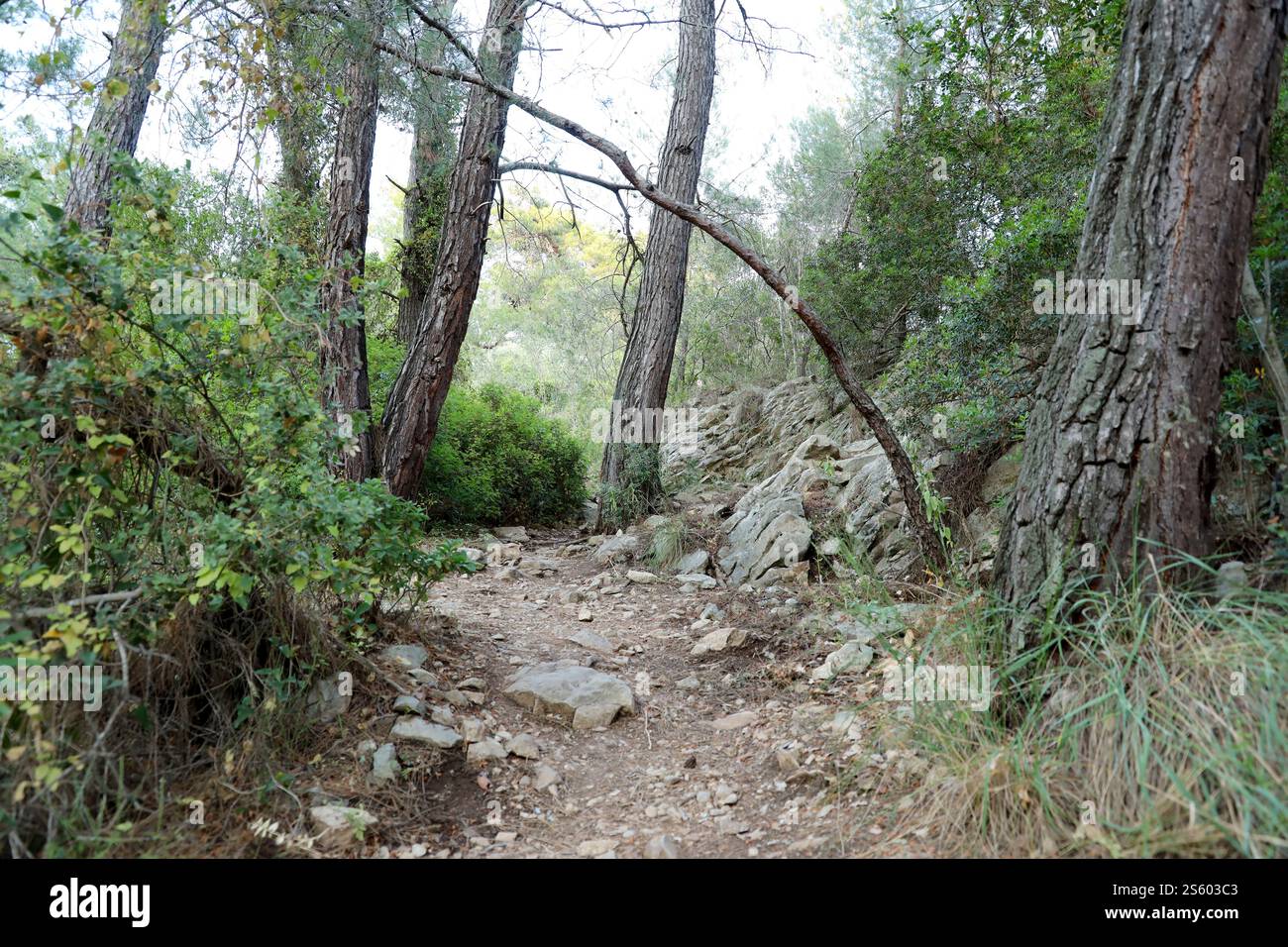 Tropische Dschungel Südostasiens im august. Wilde Wege durch trockenen Wald und viele grüne Pflanzen. Tropische Dschungel Südostasiens im august Stockfoto