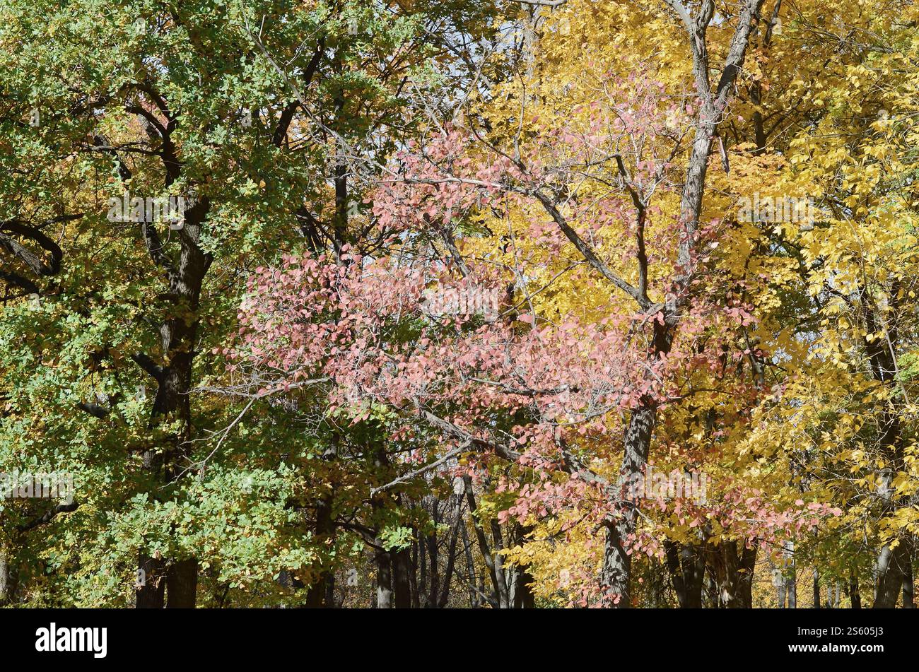 Fragment der Bäume, deren Blätter Farbe im Herbst Saison ändern Stockfoto