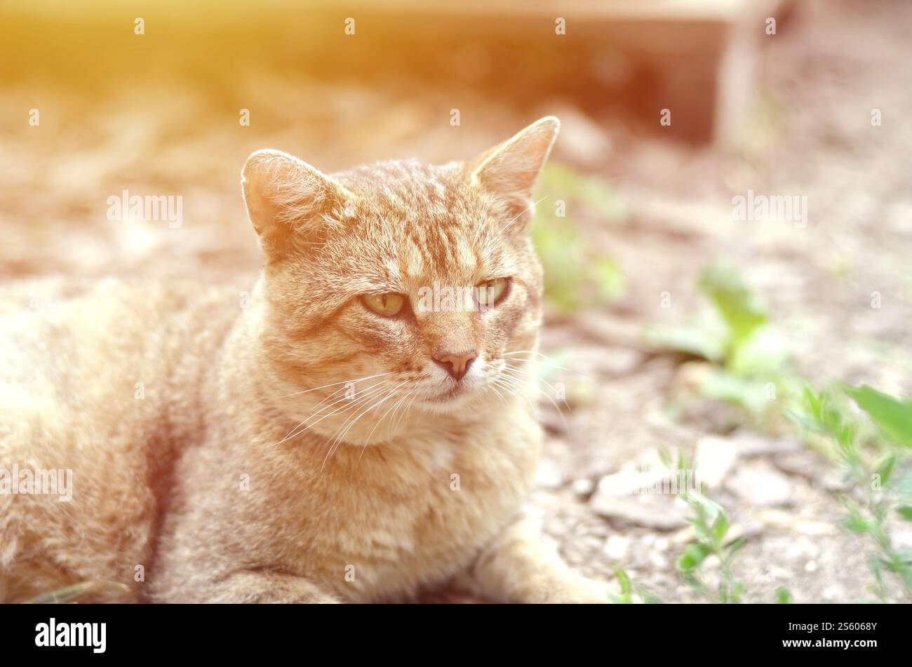 Mündungsporträt einer grau gestreiften Tabbykatze mit grünen Augen, selektiver Fokus. Trauriges Stimmungskonzept. Trauriges Mündungsporträt einer grau gestreiften Tabbykatze mit Stockfoto