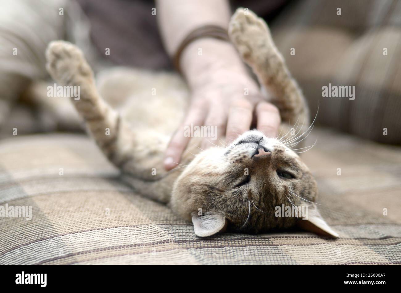 Eine niedliche braune Tabbykatze liegt auf dem weichen Sofa und die Hand kratzt sich draußen am Hals. Haustier-Liebes-Konzept. Ein süßer, großer brauner Tabby Stockfoto