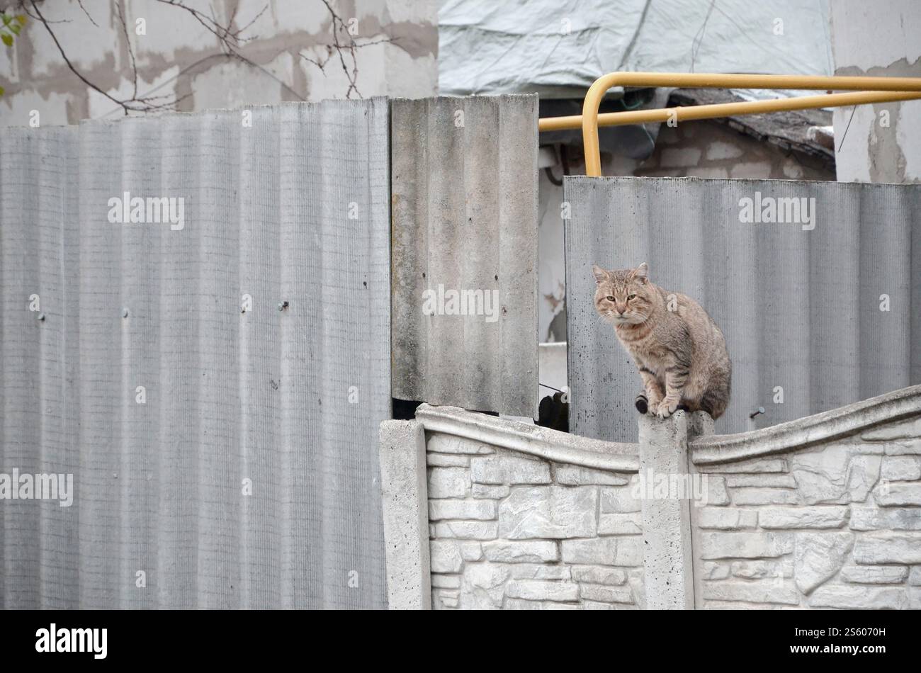 Eine flauschige Ginger-gestreifte Tabby-Katze, die auf einem alten Betonzaun im Residentenhaus sitzt. Flauschige Ingwer-gestreifte Tabby-Katze, die auf einem alten Zaun sitzt Stockfoto