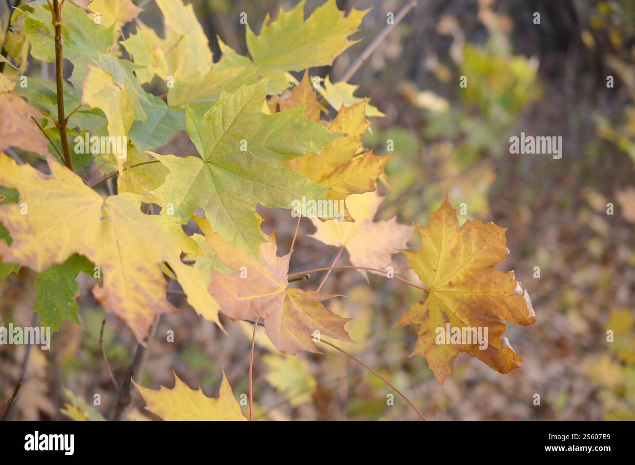 Herbstahornblätter in grünen und braunen Farben auf Bäumen im Freien nah mit geringer Schärfentiefe. Herbstblätter von grünen und braunen Farben auf dem Baum Stockfoto