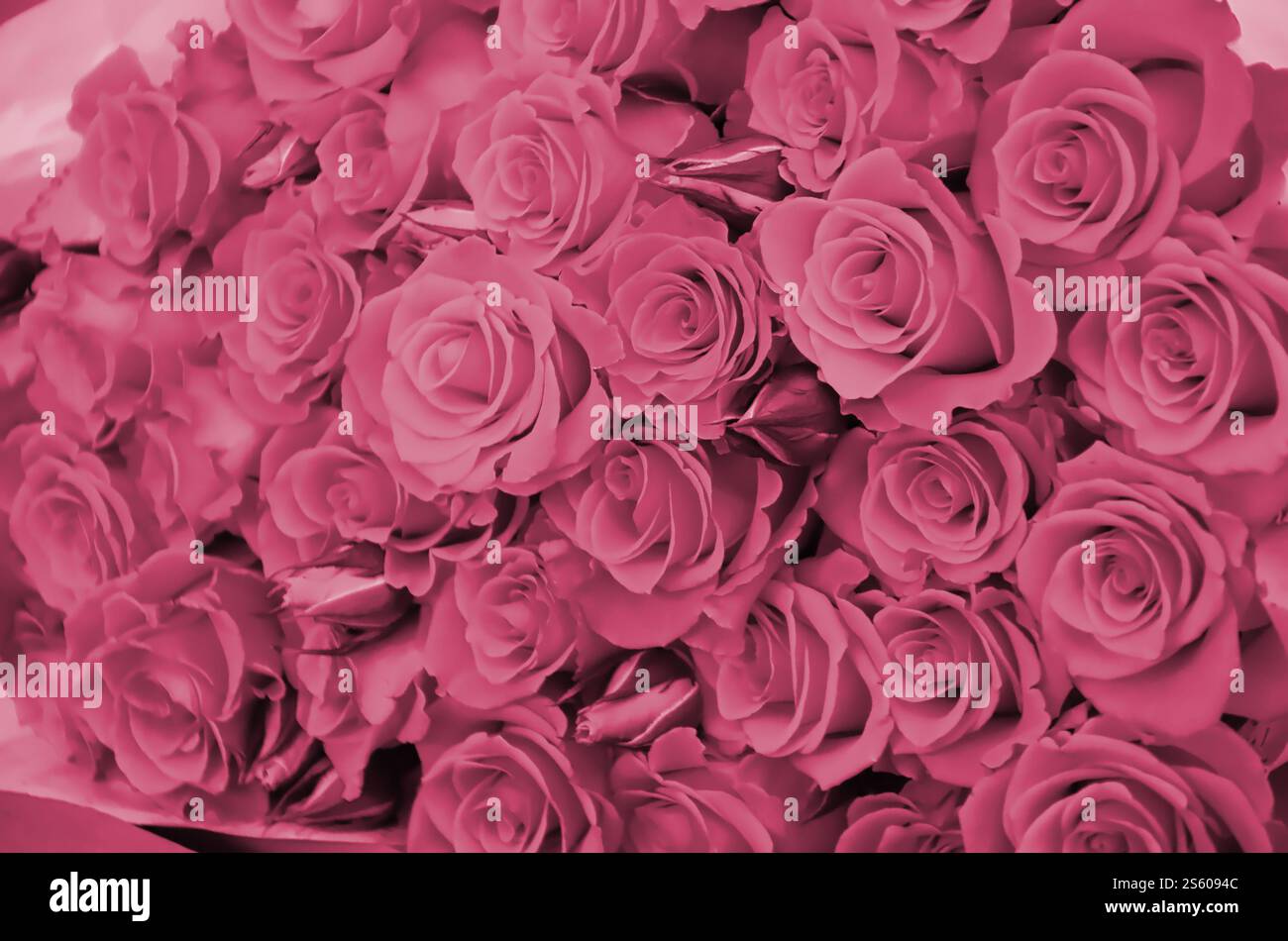 Nahaufnahme von hellen, frisch geschnittenen, großen Rosen. Das Bild wurde in Viva Magenta getönt, Farbe des 2023. Jahres. Nahaufnahme von einem Haufen frischer Stockfoto