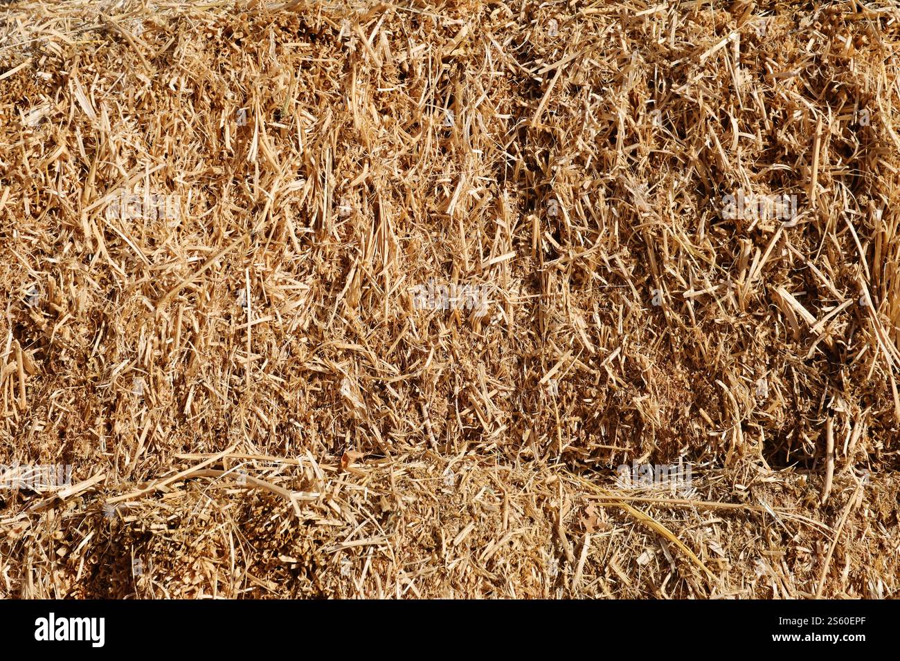 Trockene, strohgelbe Hintergrundstruktur. Trockener Reistroh für Hintergrund und Design, Heuballenmuster bei Sonnenlicht am Abend. Trockenes Heustroh Stockfoto