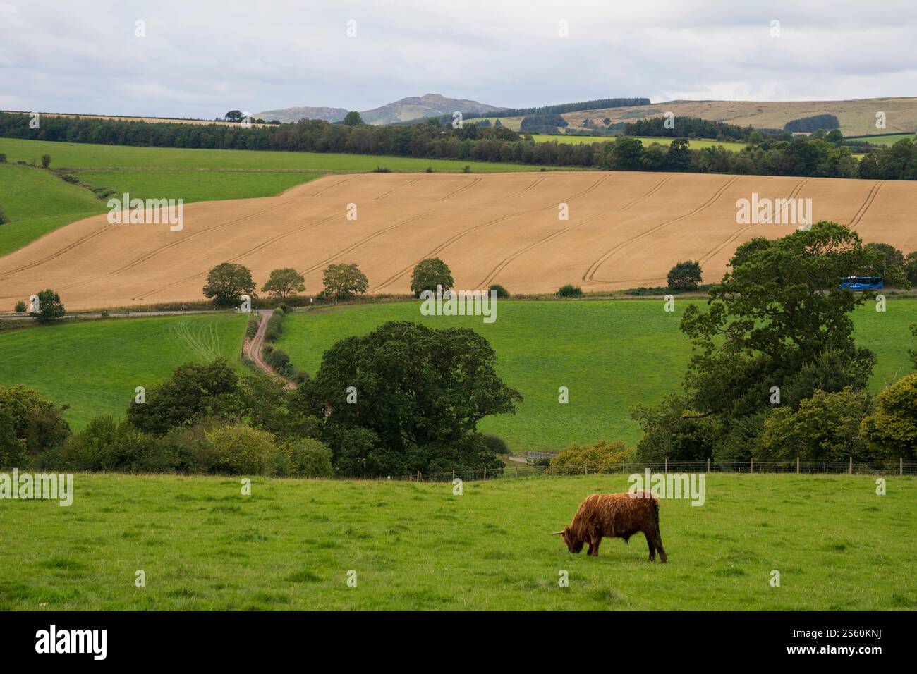 Treffen Sie das Highland Cattle Experience - Jacksons in Jedburgh an der schottischen Grenze, die nach der Lammzeit bis vor Weihnachten geöffnet ist Stockfoto