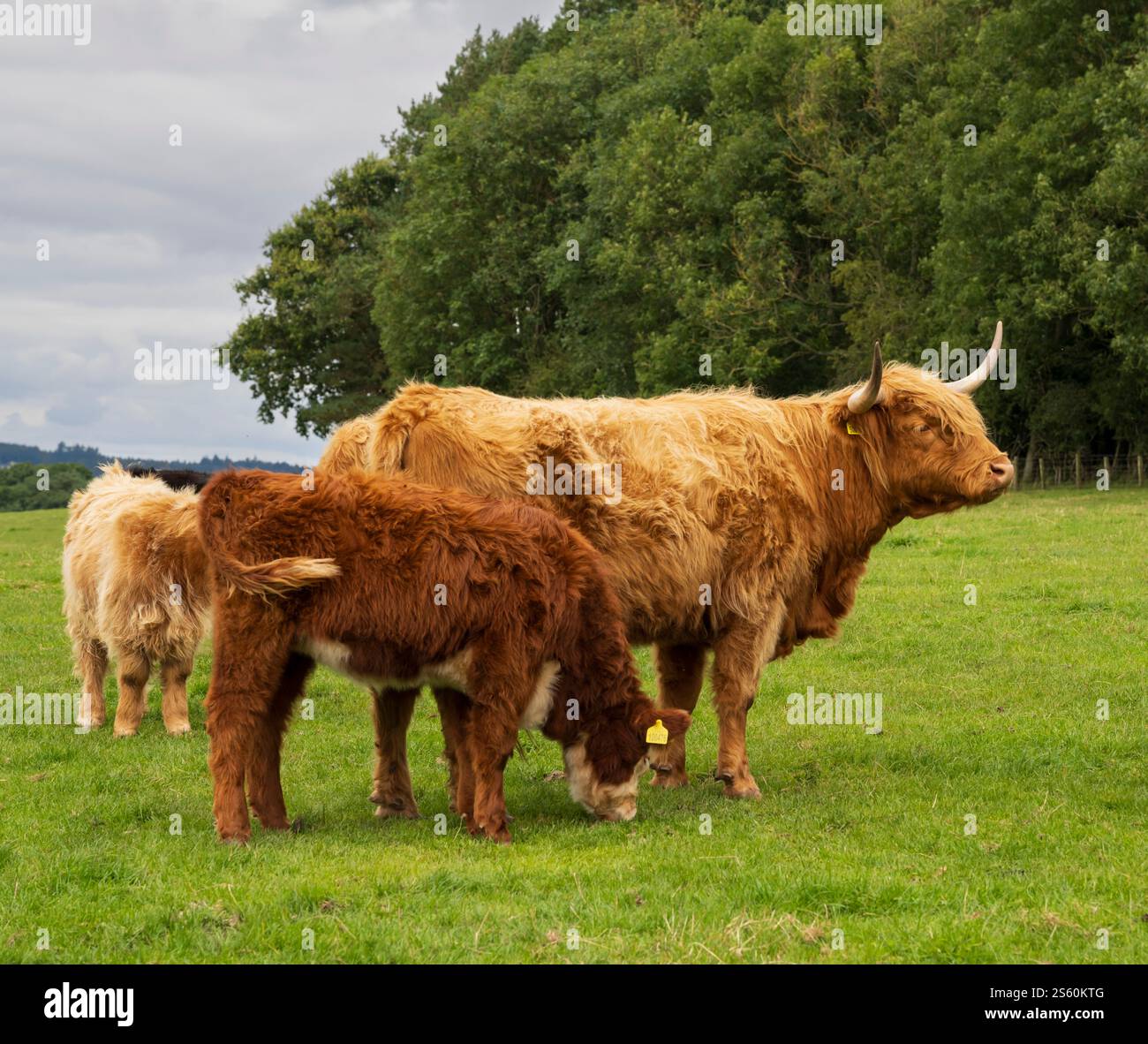 Treffen Sie das Highland Cattle Experience - Jacksons in Jedburgh an der schottischen Grenze, die nach der Lammzeit bis vor Weihnachten geöffnet ist Stockfoto