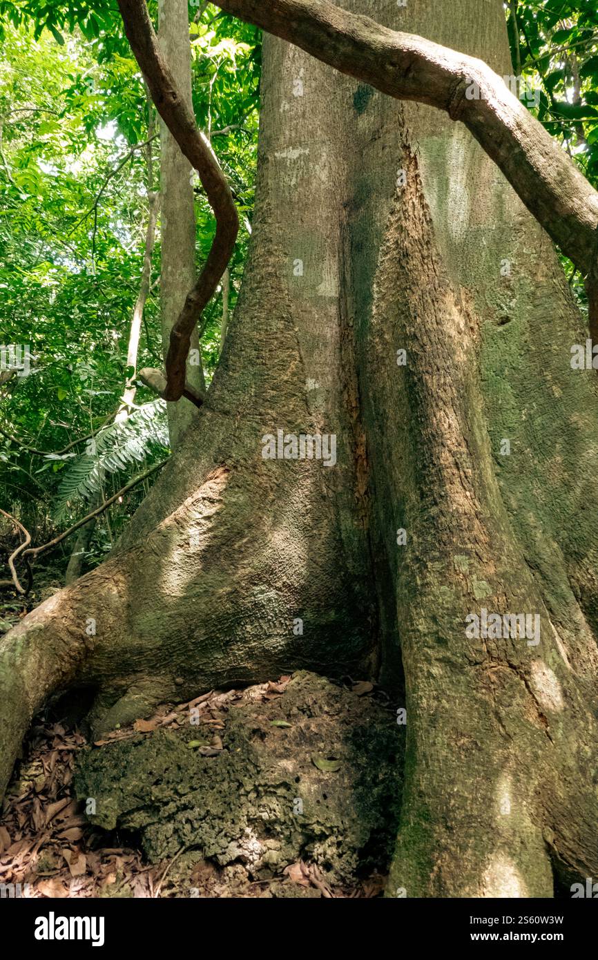 Ein heiliger Baum, der vom Digo-Stamm in Kaya Kinodo Sacred Forest in Diani Beach, Kwale County in Kenia als Gebetsplatz genutzt wurde Stockfoto