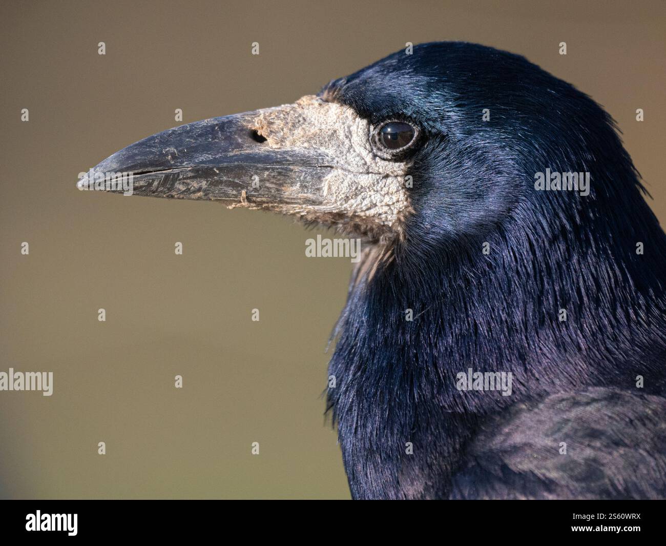 Nahaufnahme des Kopfes eines wilden erwachsenen Rook (Corvus frugilegus), Slimbridge, Gloucestershire, England Stockfoto