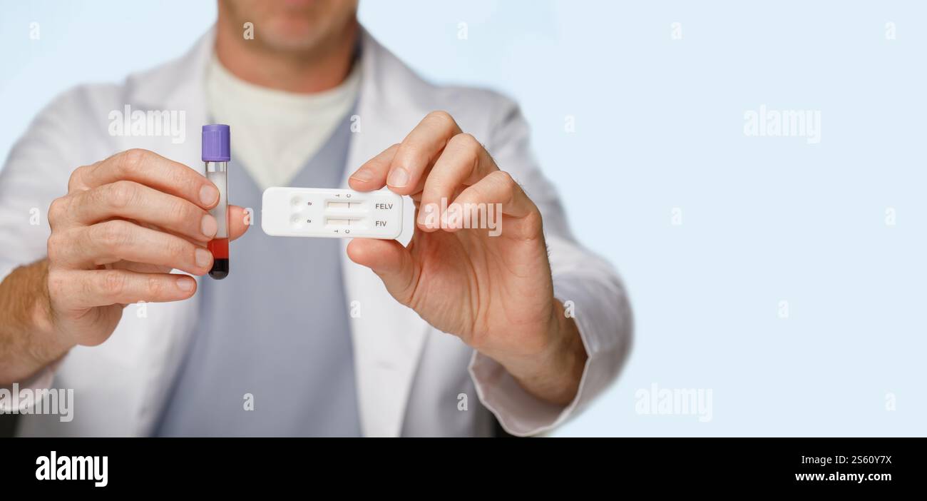 Röhrchen mit Katzenblut und Test zum Nachweis des felinen Leukämievirus FeLV und des felinen Immundefizienzvirus FIV in Tierarzthänden Stockfoto