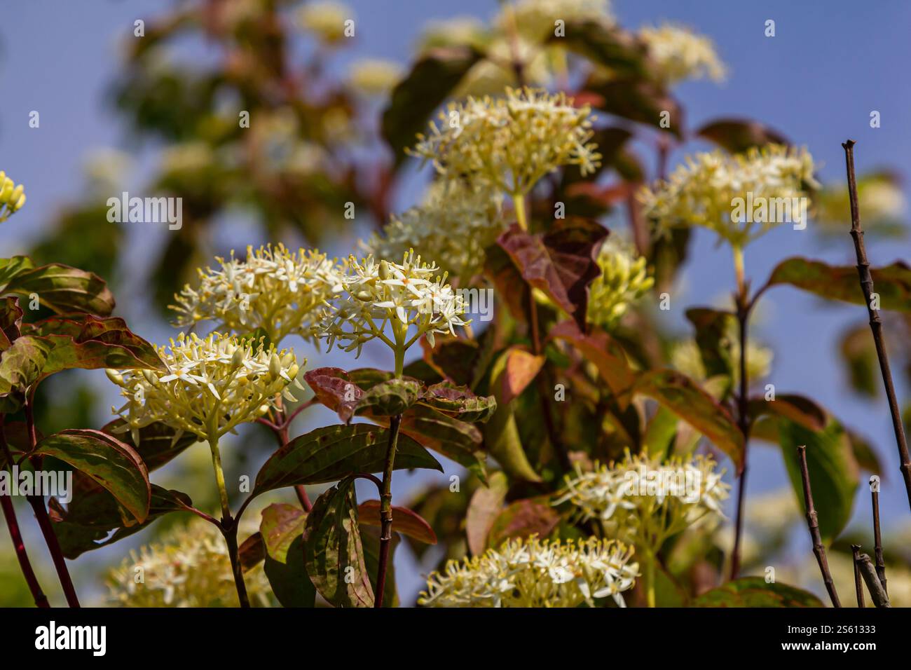 Cornus sanguinea rote Hundepflanze mit Blüte und vollem Blatt. Cornus drummondii, mit winzigen weißen Blüten. Blühender Sträucher der Cornus-Kontroverse in der spr Stockfoto