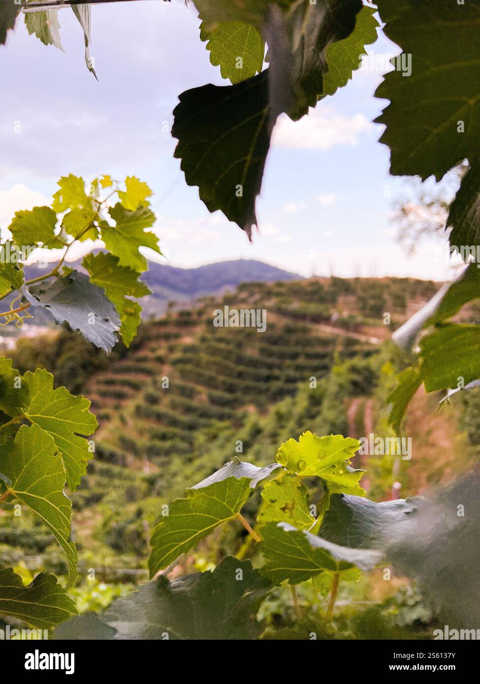 Sunset Vineyard Elegance: Weingläser Inmitten Üppiger Weinreben Stockfoto