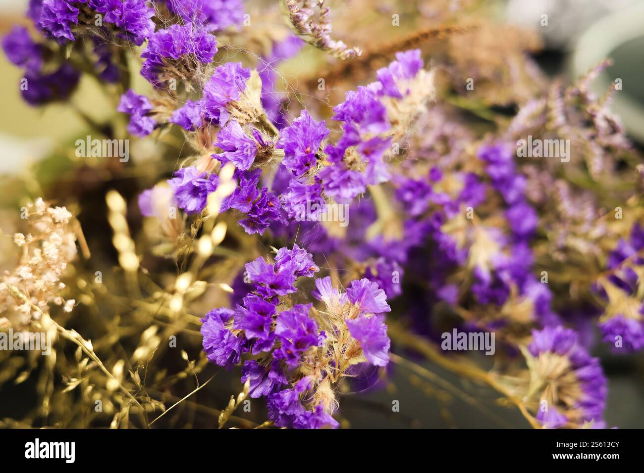 дай 50 ключевых слов, одинарными словами через запятую Stockfoto