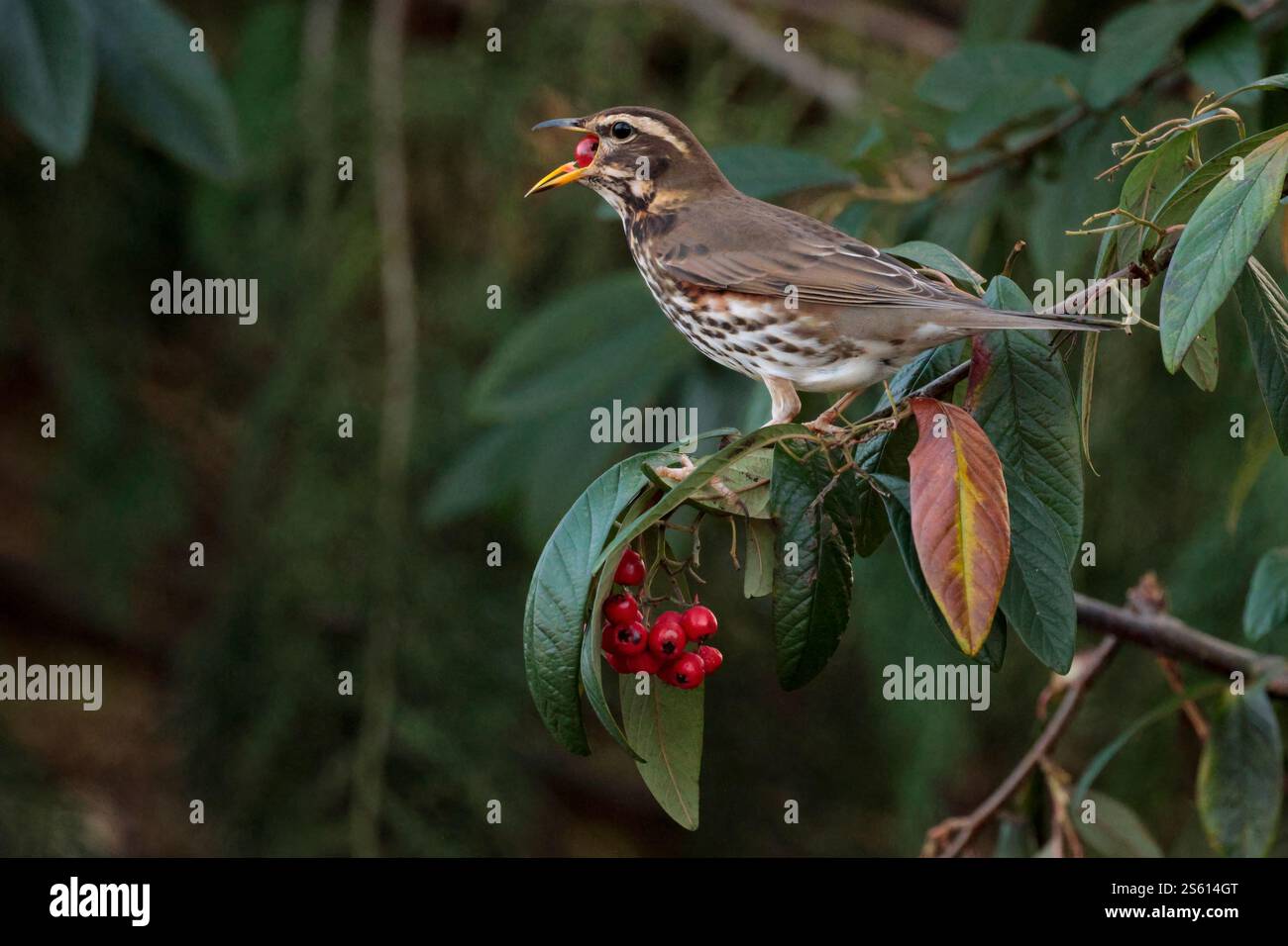 Rotflügel Turdus iliacus schluckt ganze rote Beere graubraune Oberteile weißer Streifen über Auge gefleckte helle Unterteile orangerote Unterflügel und Flanken Stockfoto