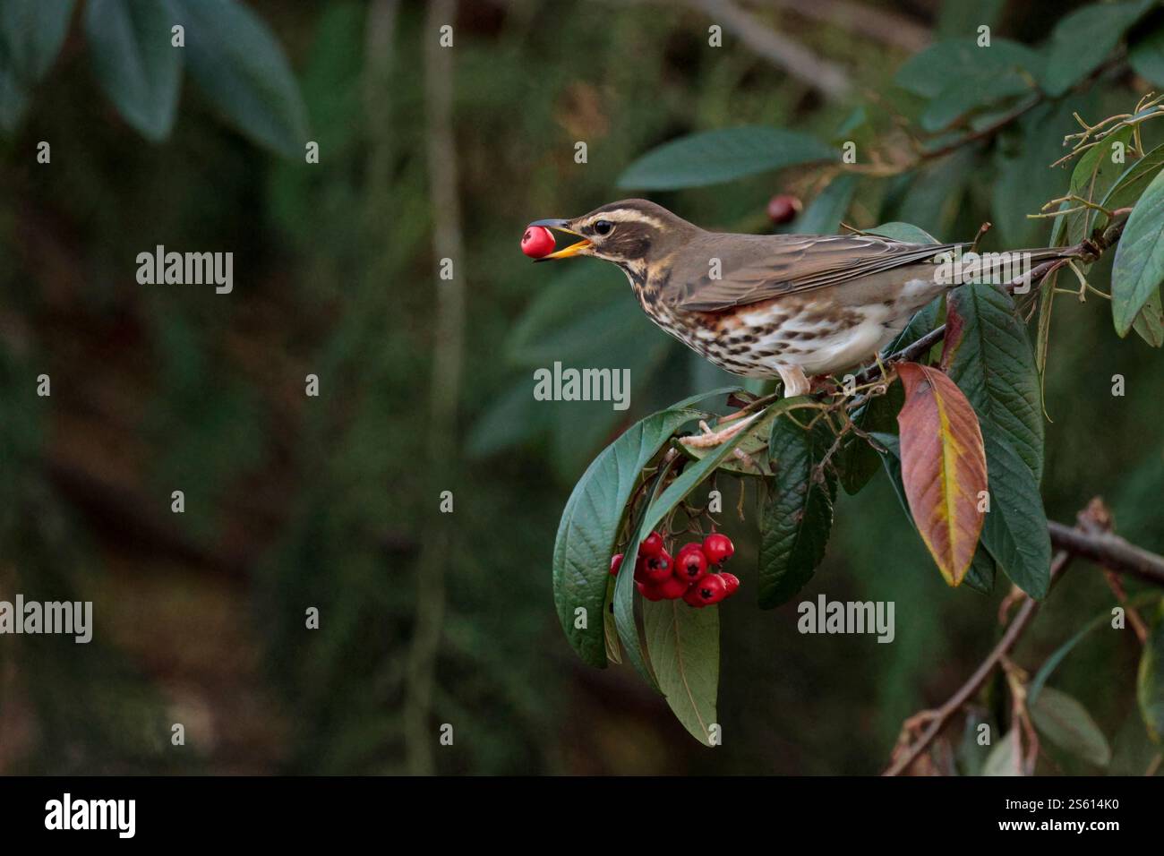 Rotflügel Turdus iliacus, mit roten Beeren in hellgraubraunen Oberteilen, weißem Streifen über Auge gefleckte helle Unterseiten, orangerote Unterflügel und Flanken Stockfoto