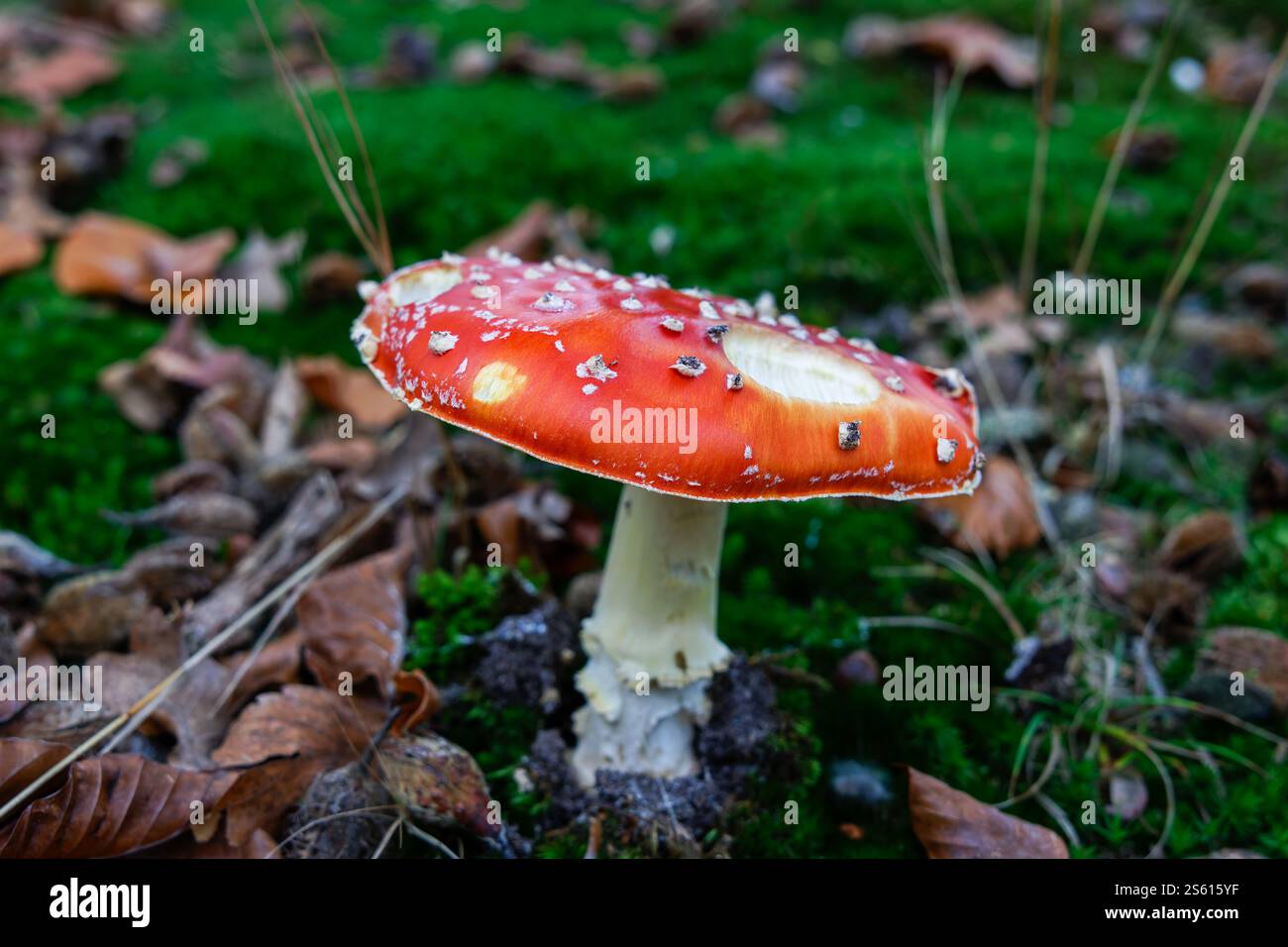 Ein roter Pilz im grünen Wald Stockfoto